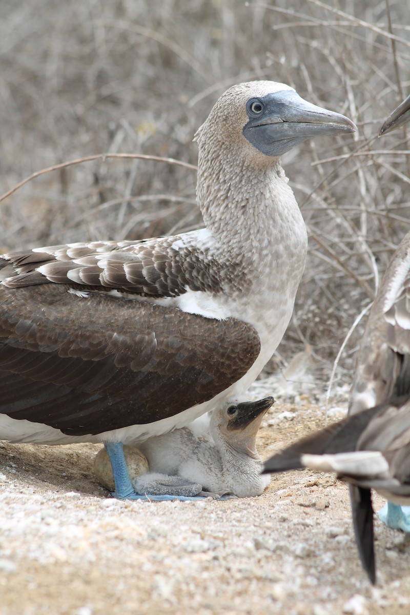 Blue-footed Booby - ML611927032