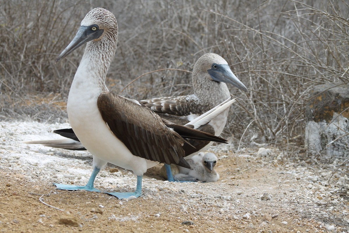 Blue-footed Booby - ML611927038