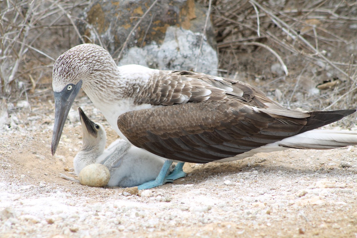 Blue-footed Booby - Brooke Ross