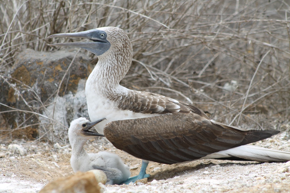 Blue-footed Booby - ML611927061