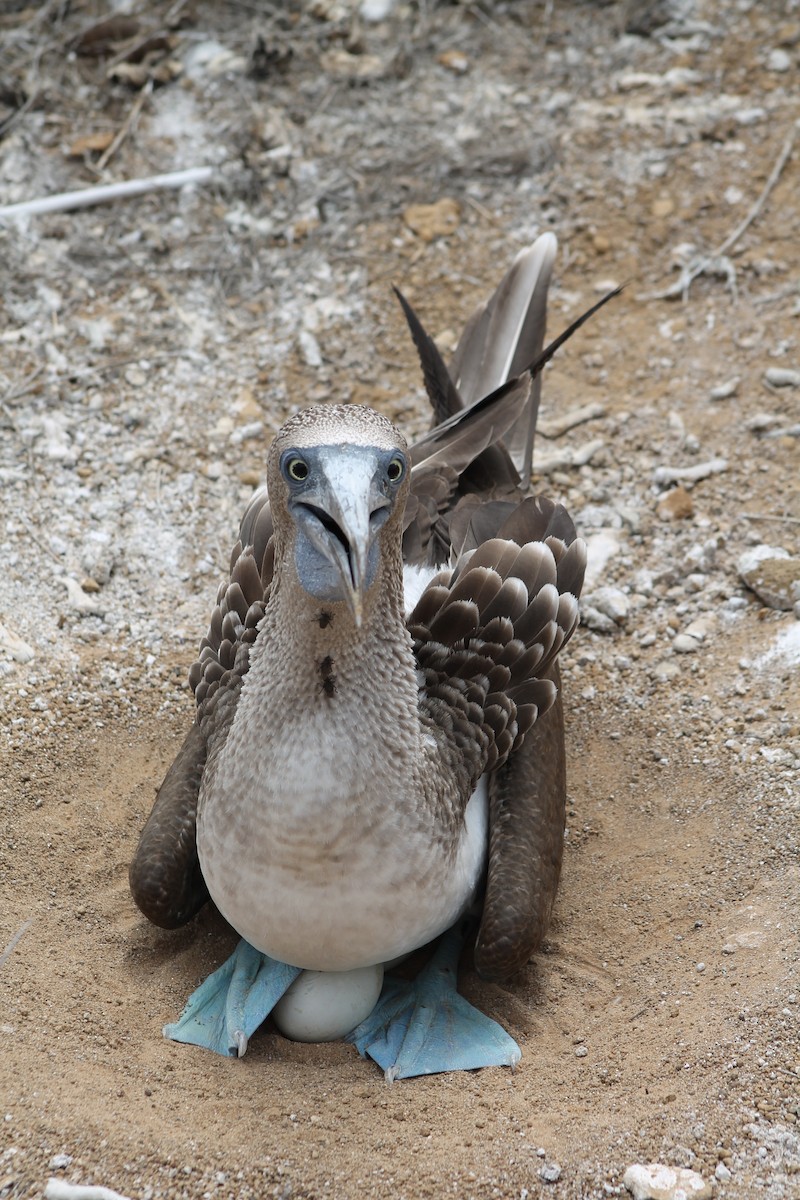 Blue-footed Booby - Brooke Ross