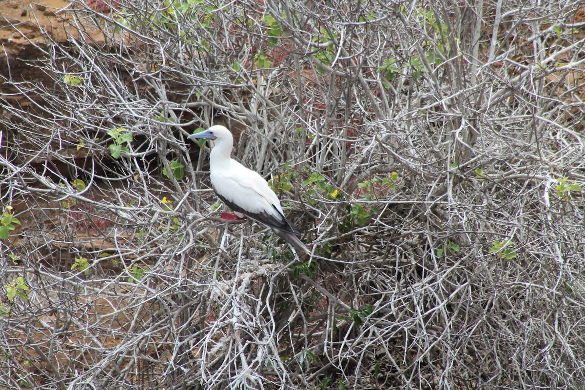 Red-footed Booby - ML611927097