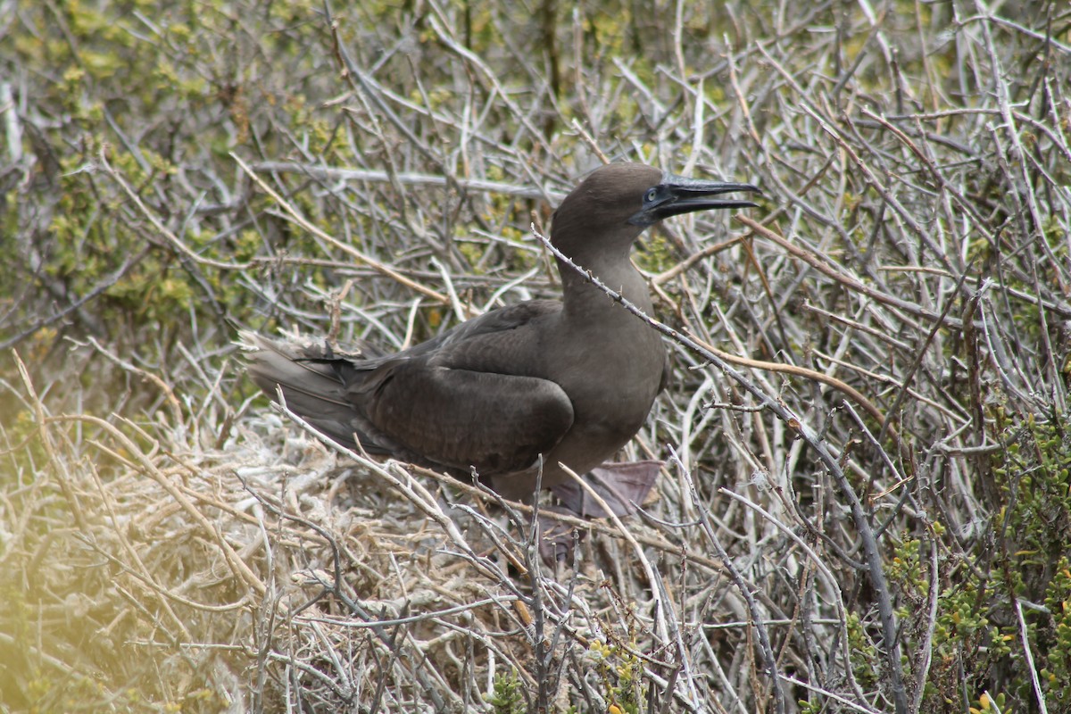 Red-footed Booby - ML611927102