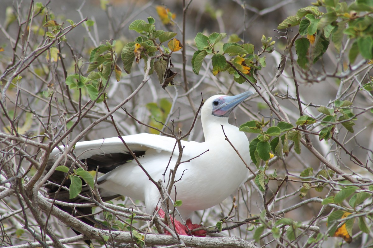Red-footed Booby - ML611927124