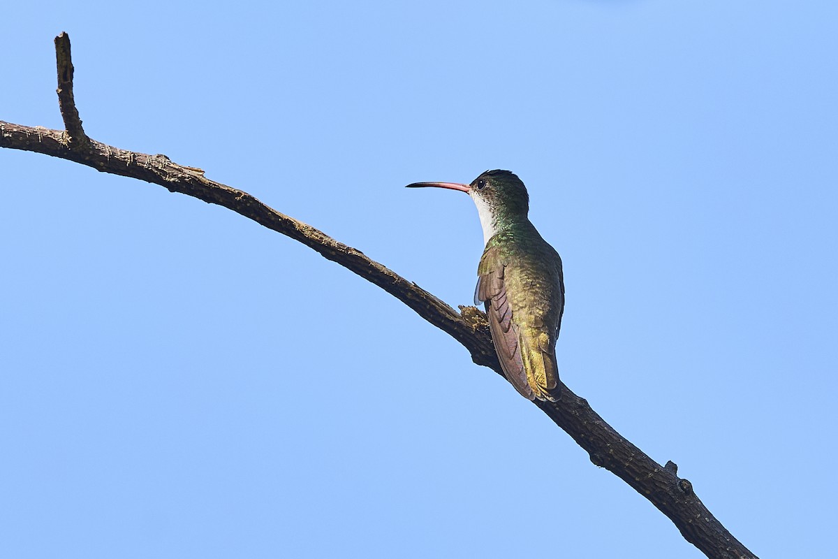 Green-fronted Hummingbird - ML611927264