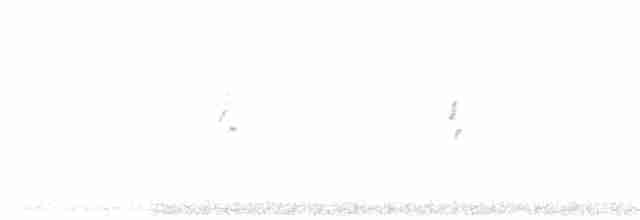 Трав’янчик квінслендський - ML611927475