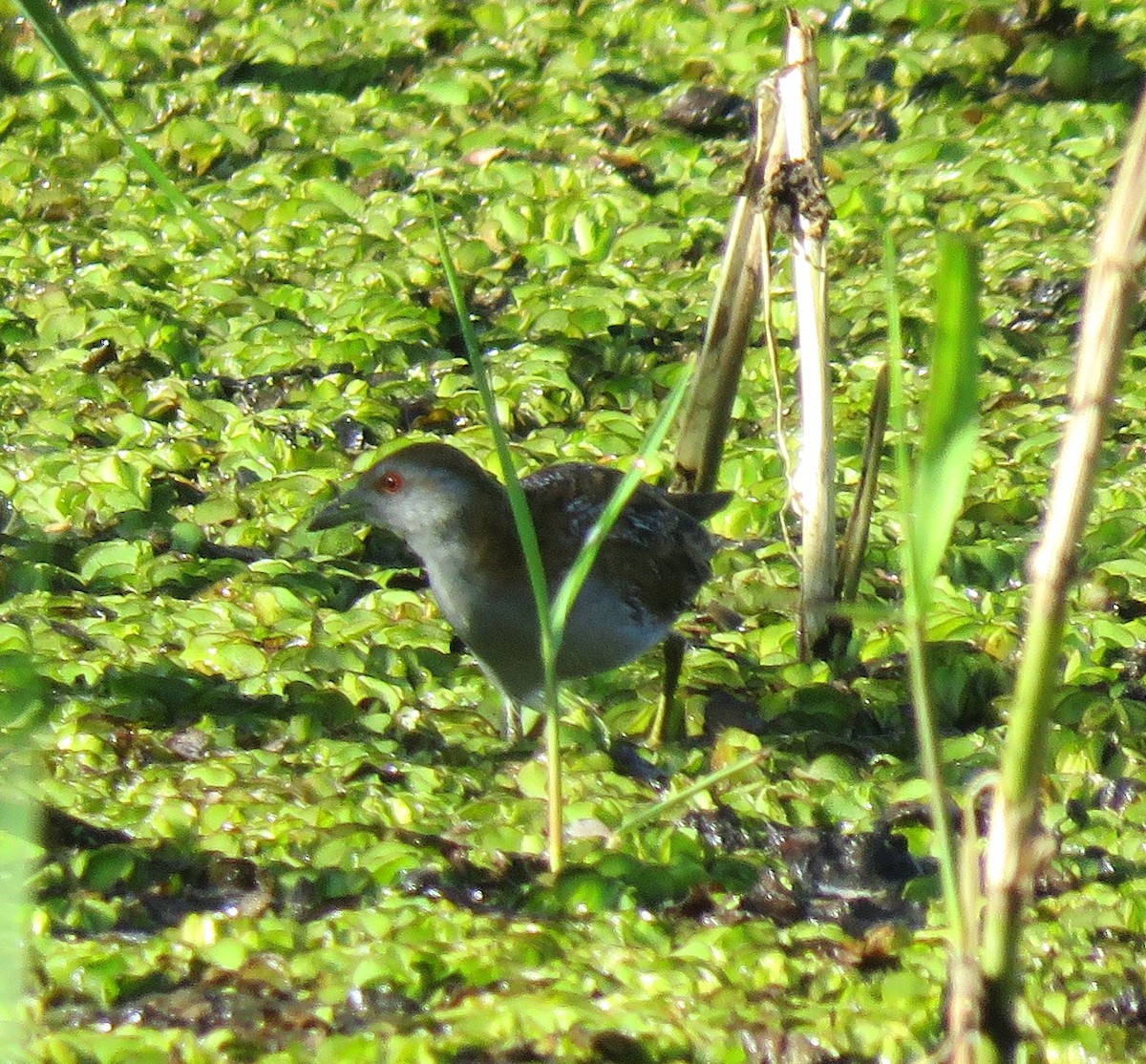 eBird Checklist 6 Dec 2023 Sandy Camp Road Wetlands 51 species