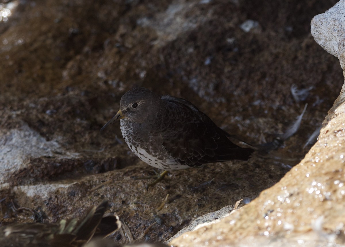 Rock Sandpiper - ML611927806