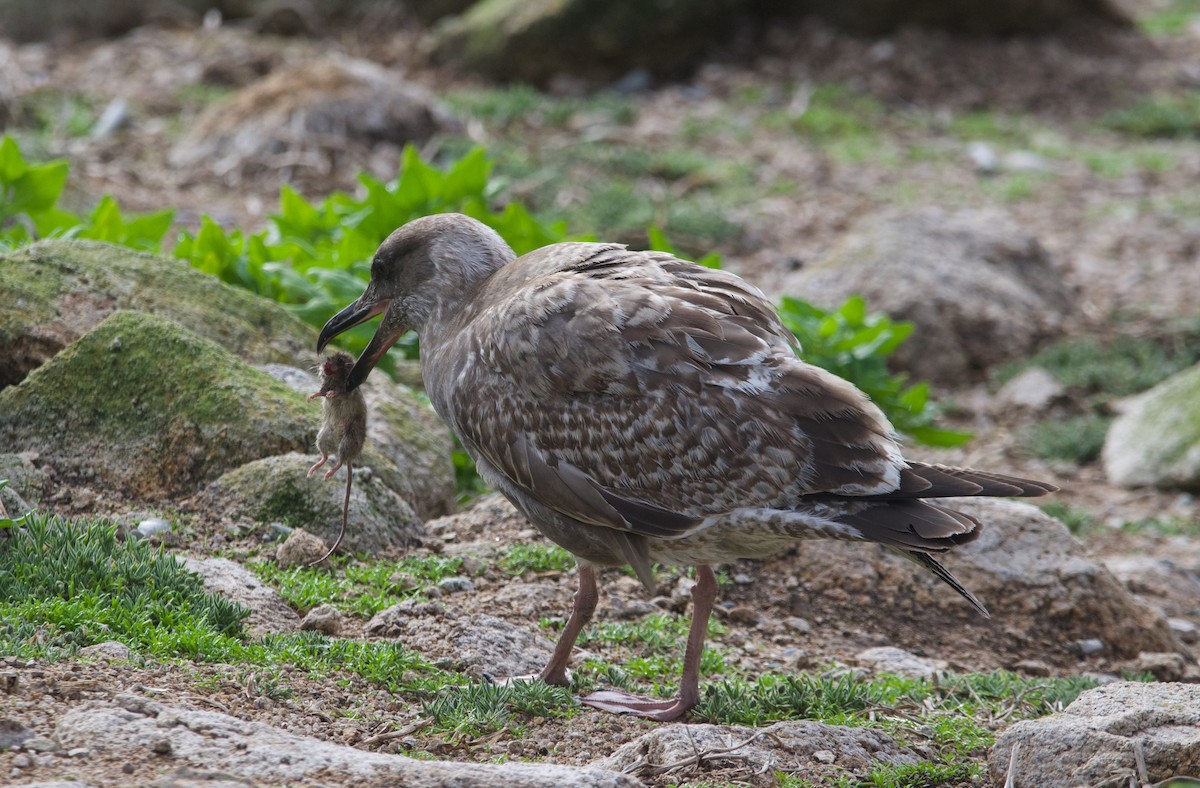 Western Gull - ML611927815