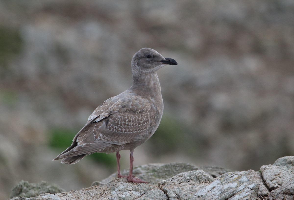 Western x Glaucous-winged Gull (hybrid) - ML611927821