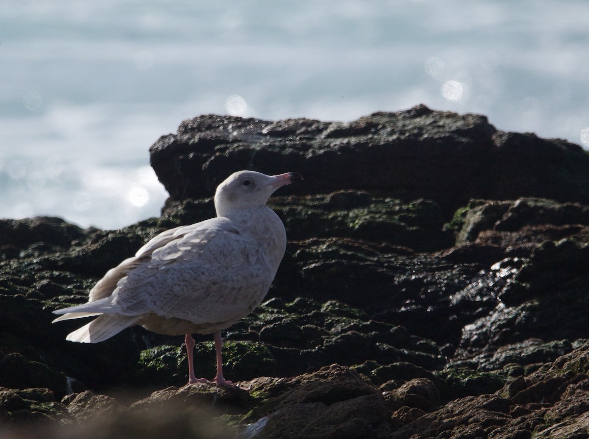 Glaucous Gull - ML611927823