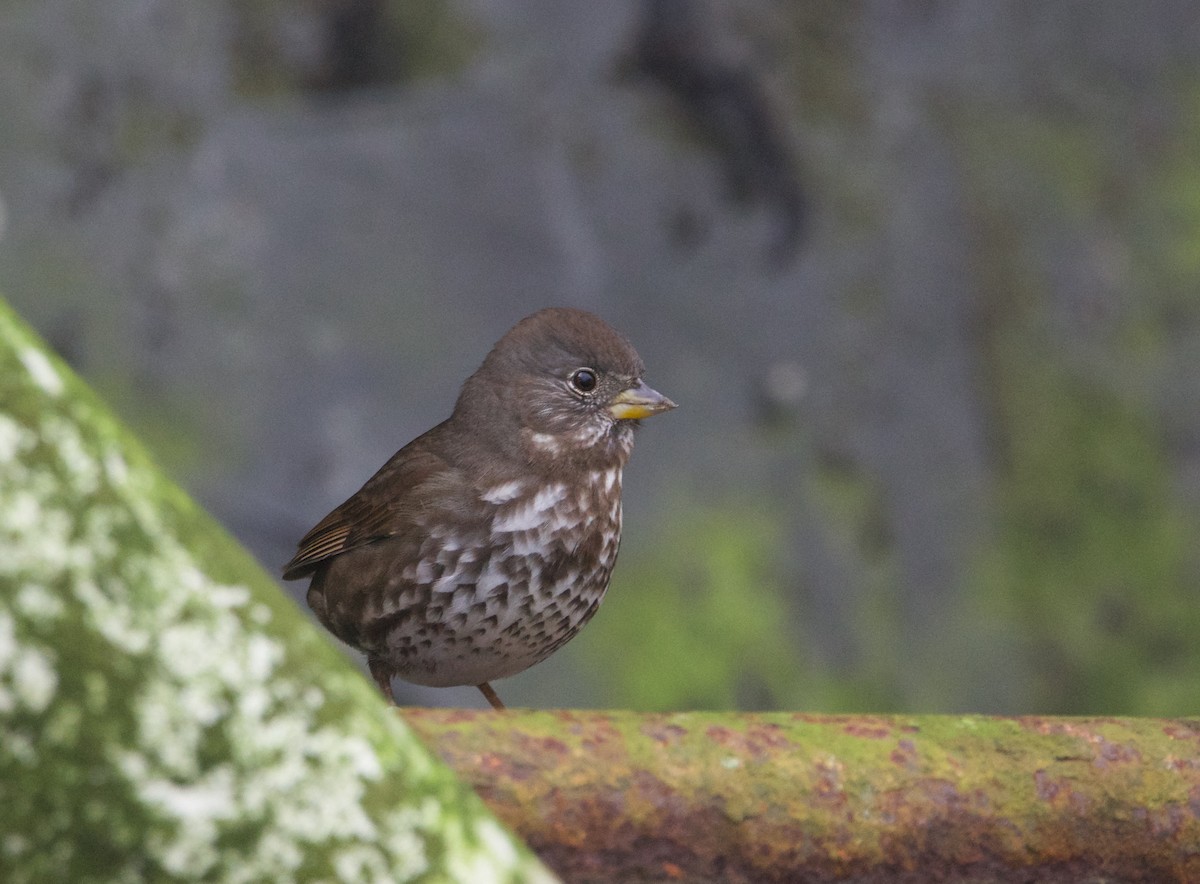 Fox Sparrow (Sooty) - ML611927825