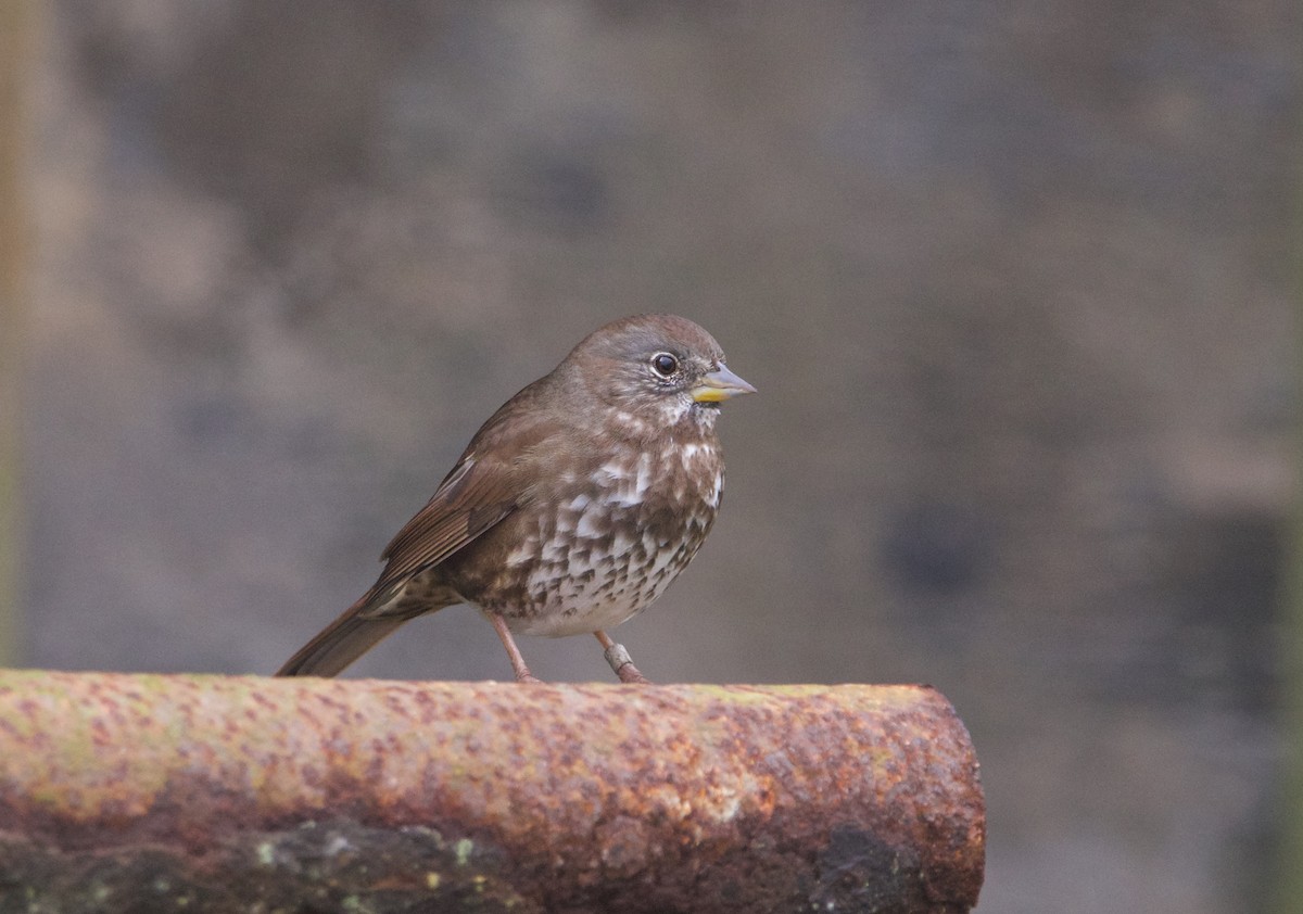 Fox Sparrow (Sooty) - ML611927826