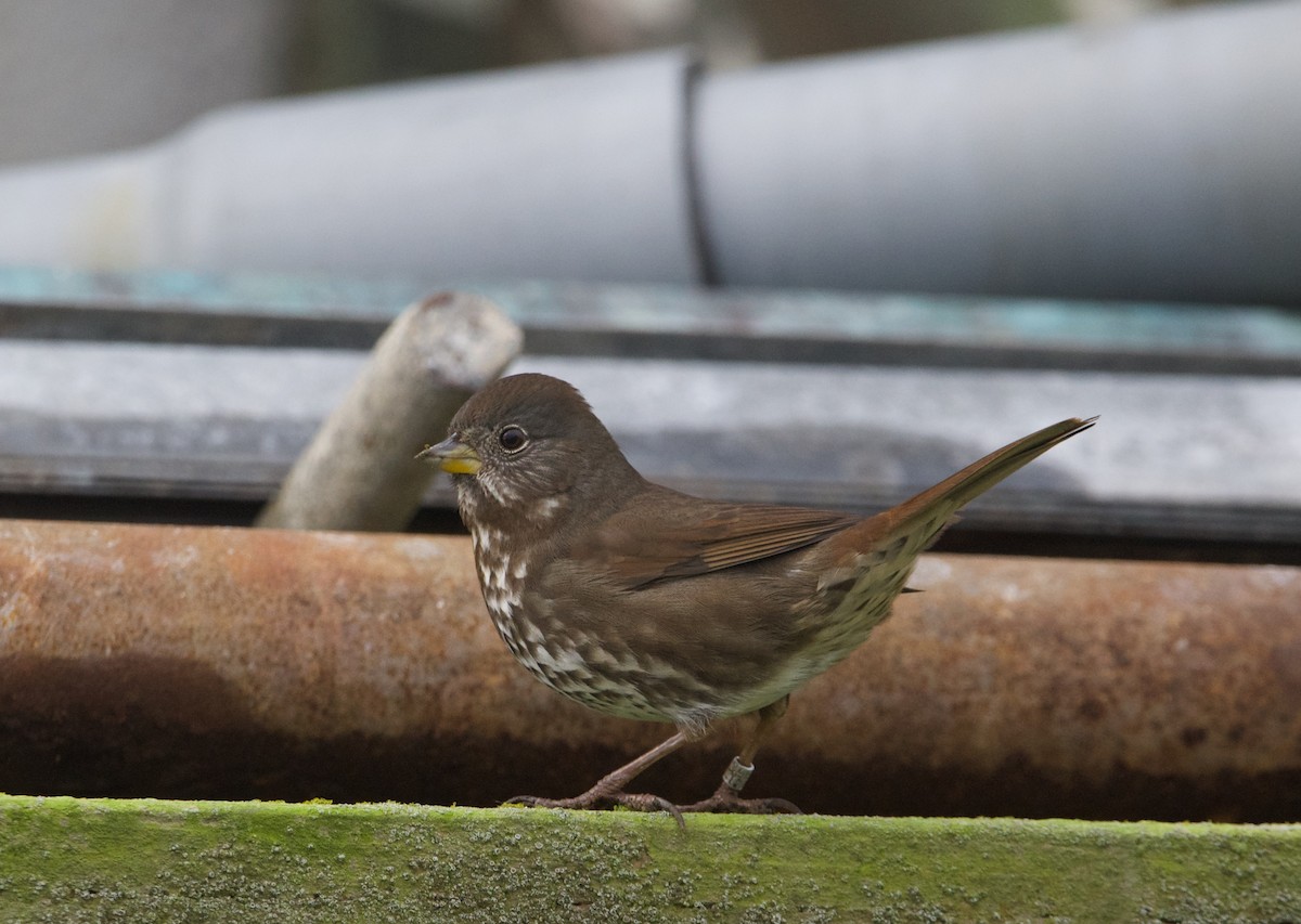 Fox Sparrow (Sooty) - ML611927827