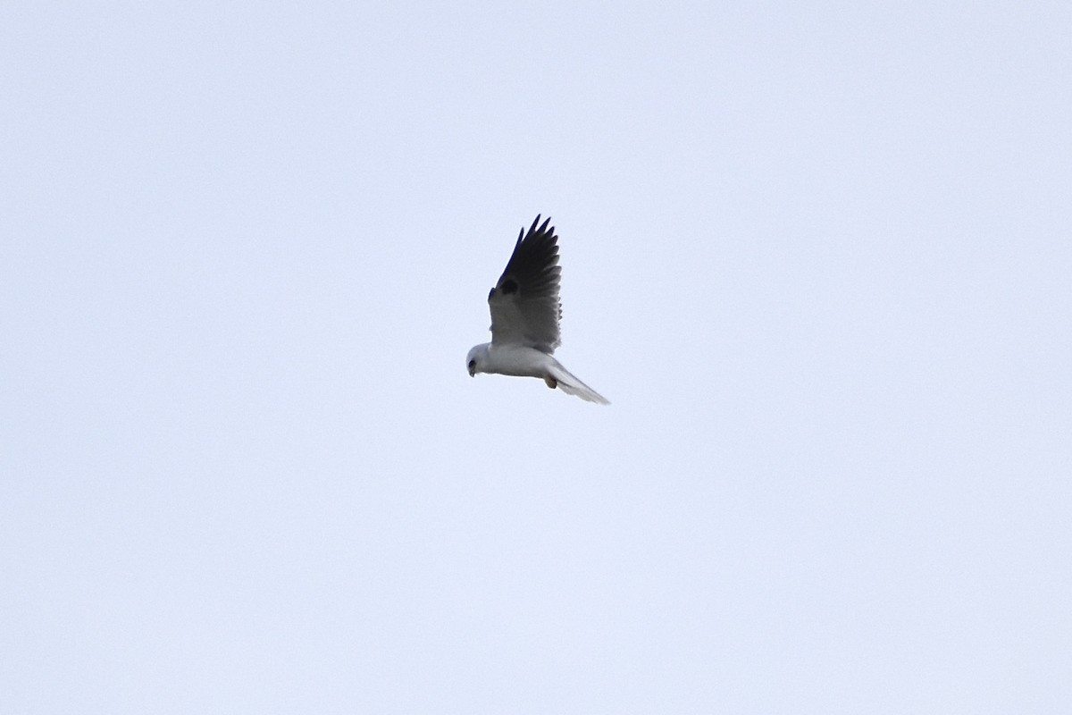 White-tailed Kite - Brendan Boyd