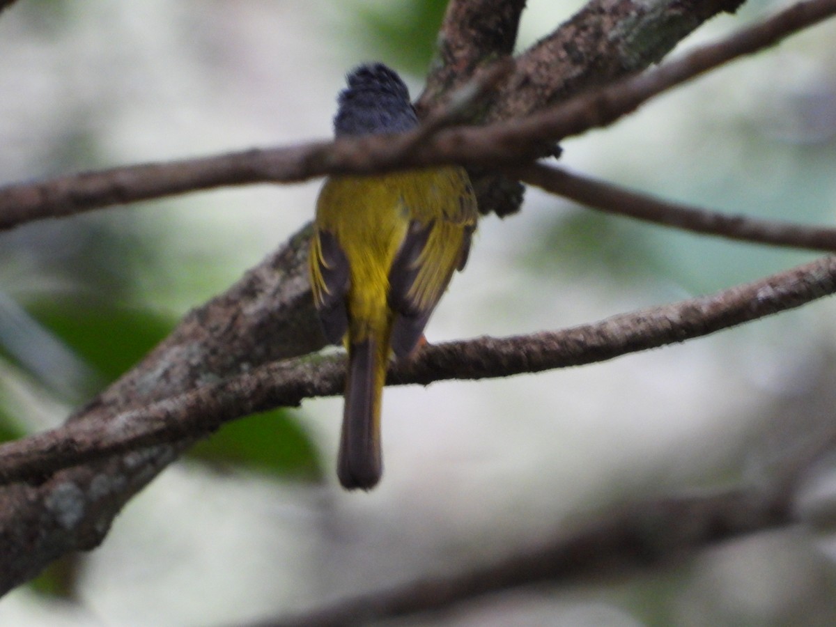 Gray-headed Canary-Flycatcher - ML611928081