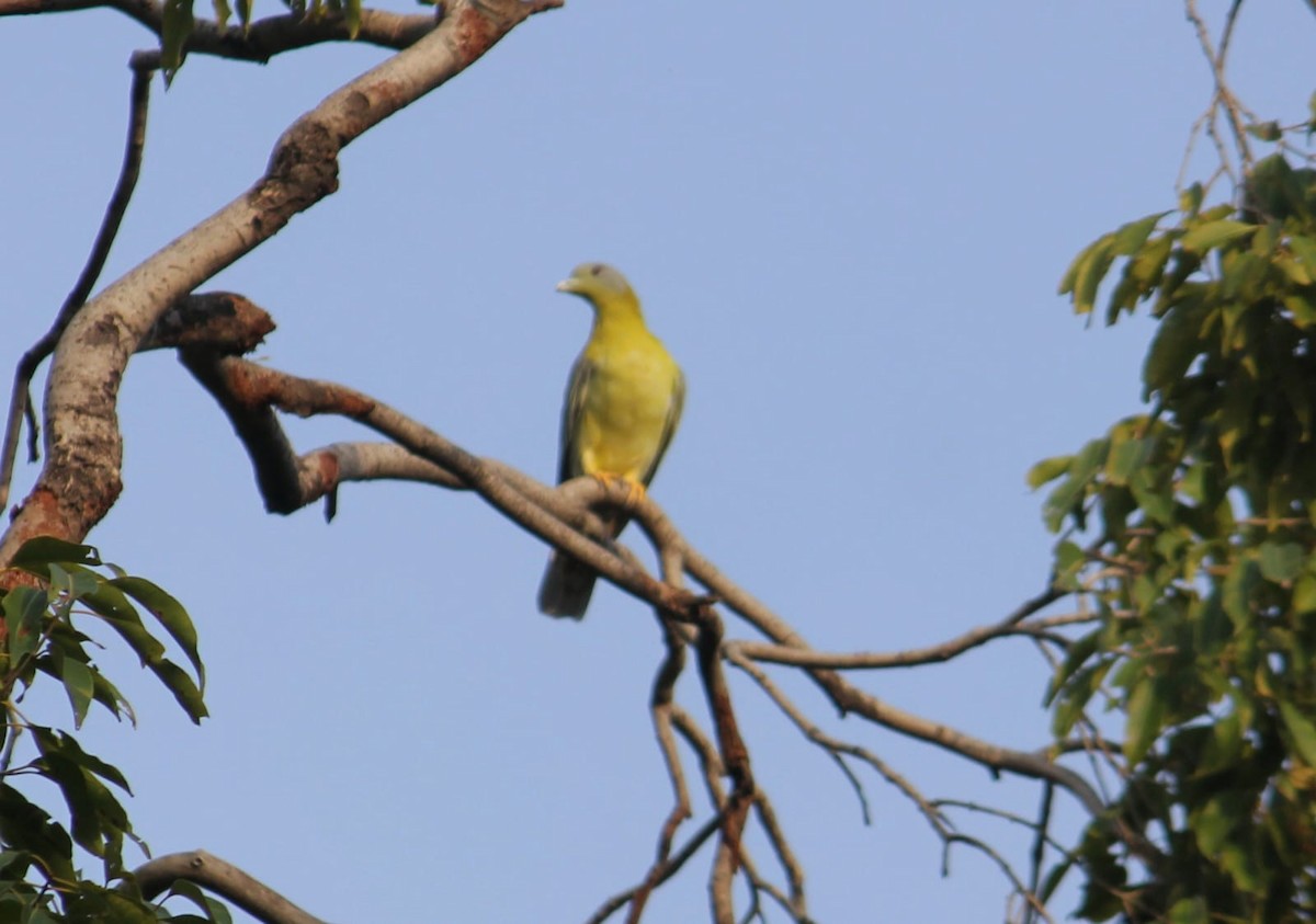 Yellow-footed Green-Pigeon - ML611928105