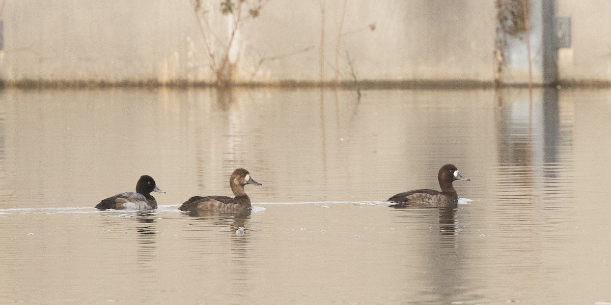 Greater Scaup - ML611928136