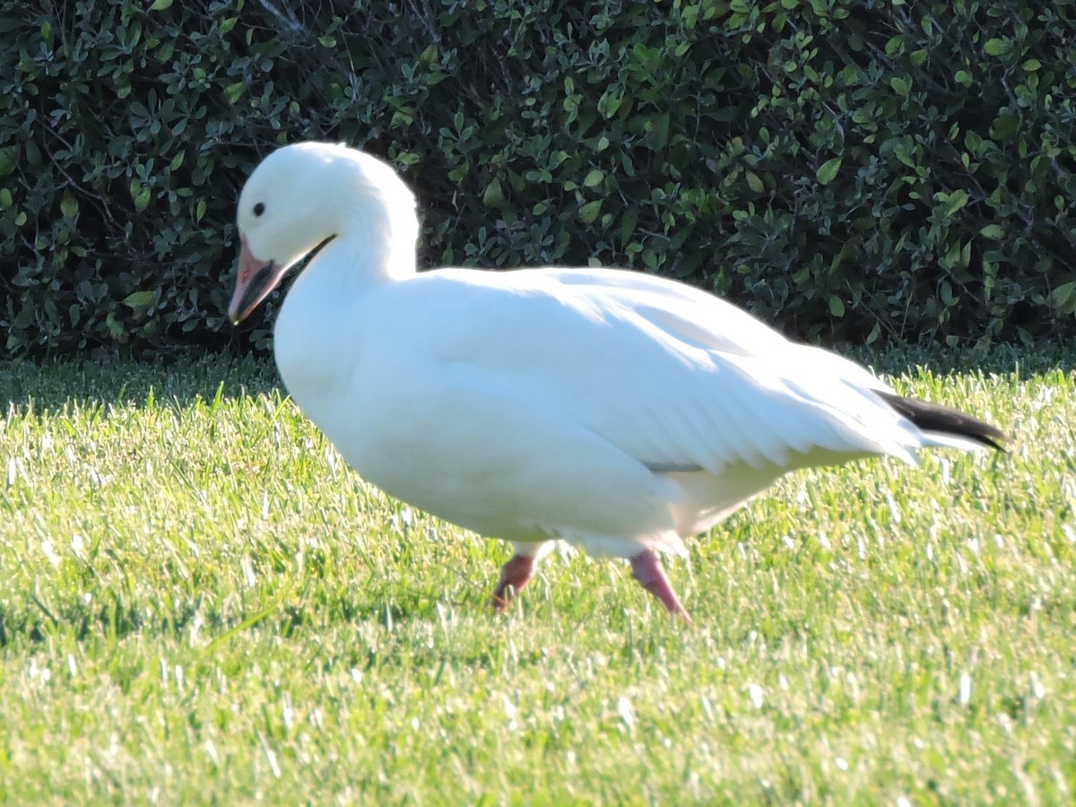 Snow Goose - ML611928180