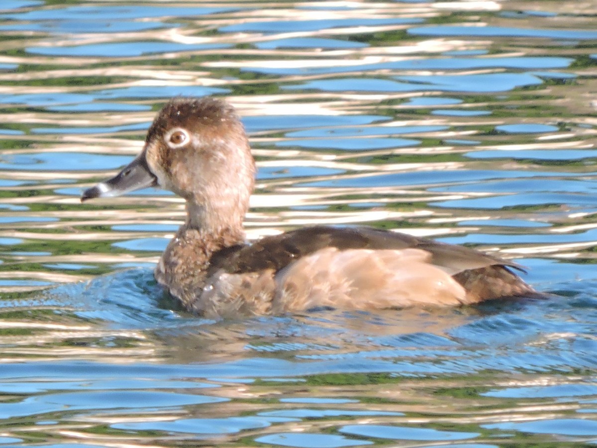 Ring-necked Duck - ML611928192