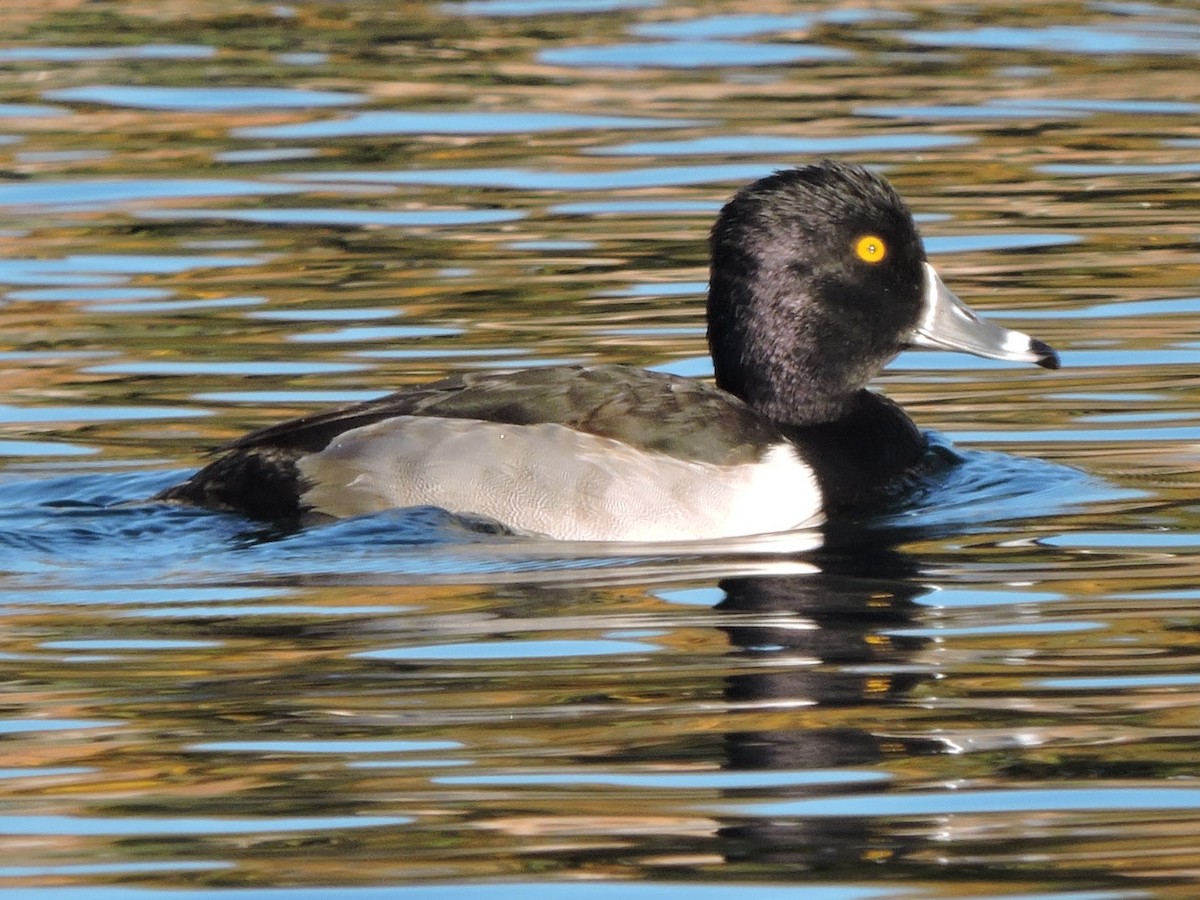 Ring-necked Duck - ML611928195