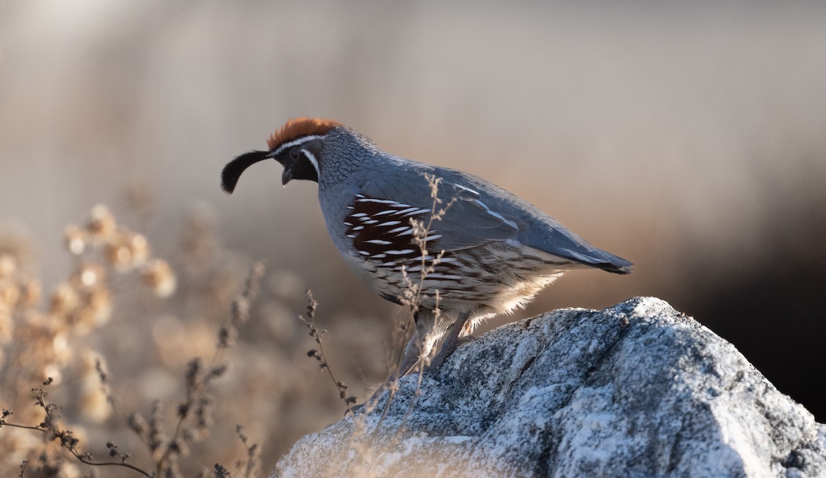 eBird Checklist 5 Dec 2023 Covington Park 24 species