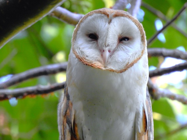 Lechuza de Campanario - eBird Argentina