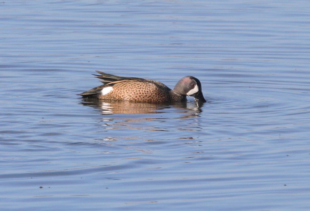 Blue-winged Teal - ML611928756
