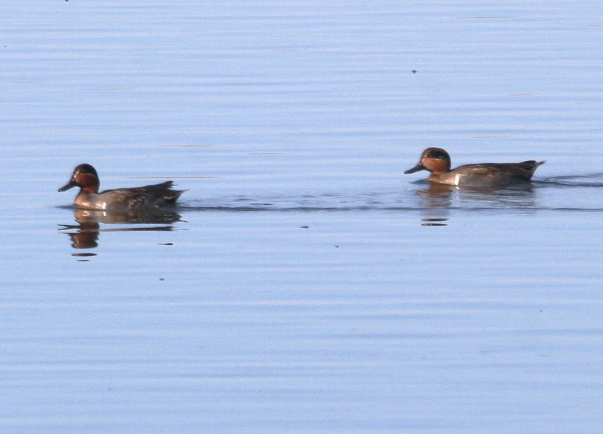 Green-winged Teal - ML611928794