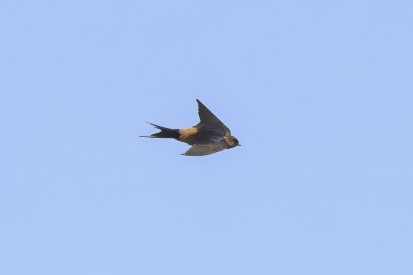 Red-rumped Swallow - ML611928804