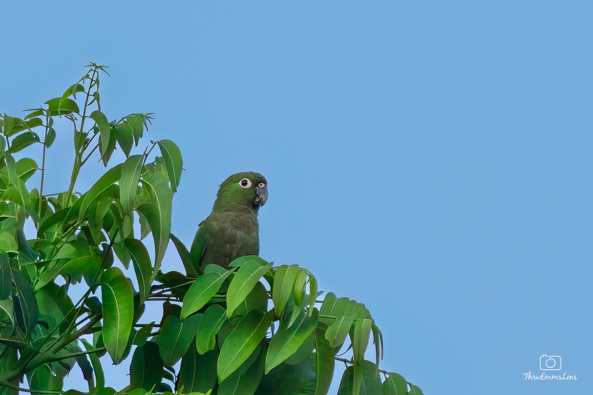 Olive-throated Parakeet - ML611929209