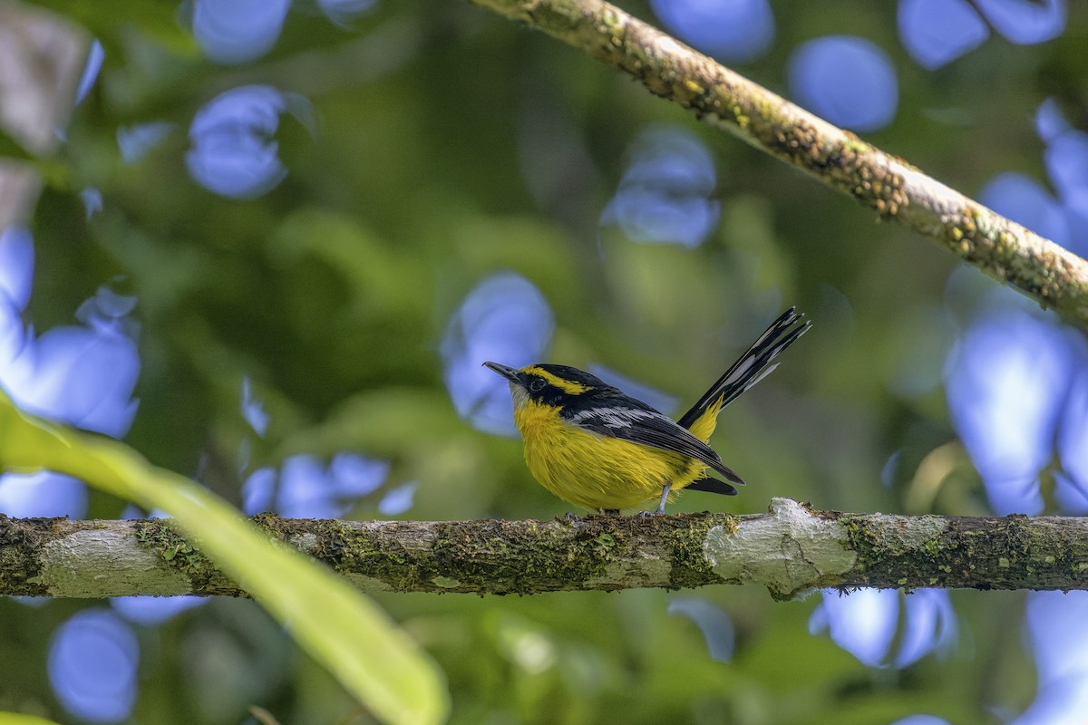 Yellow-breasted Boatbill - ML611929398