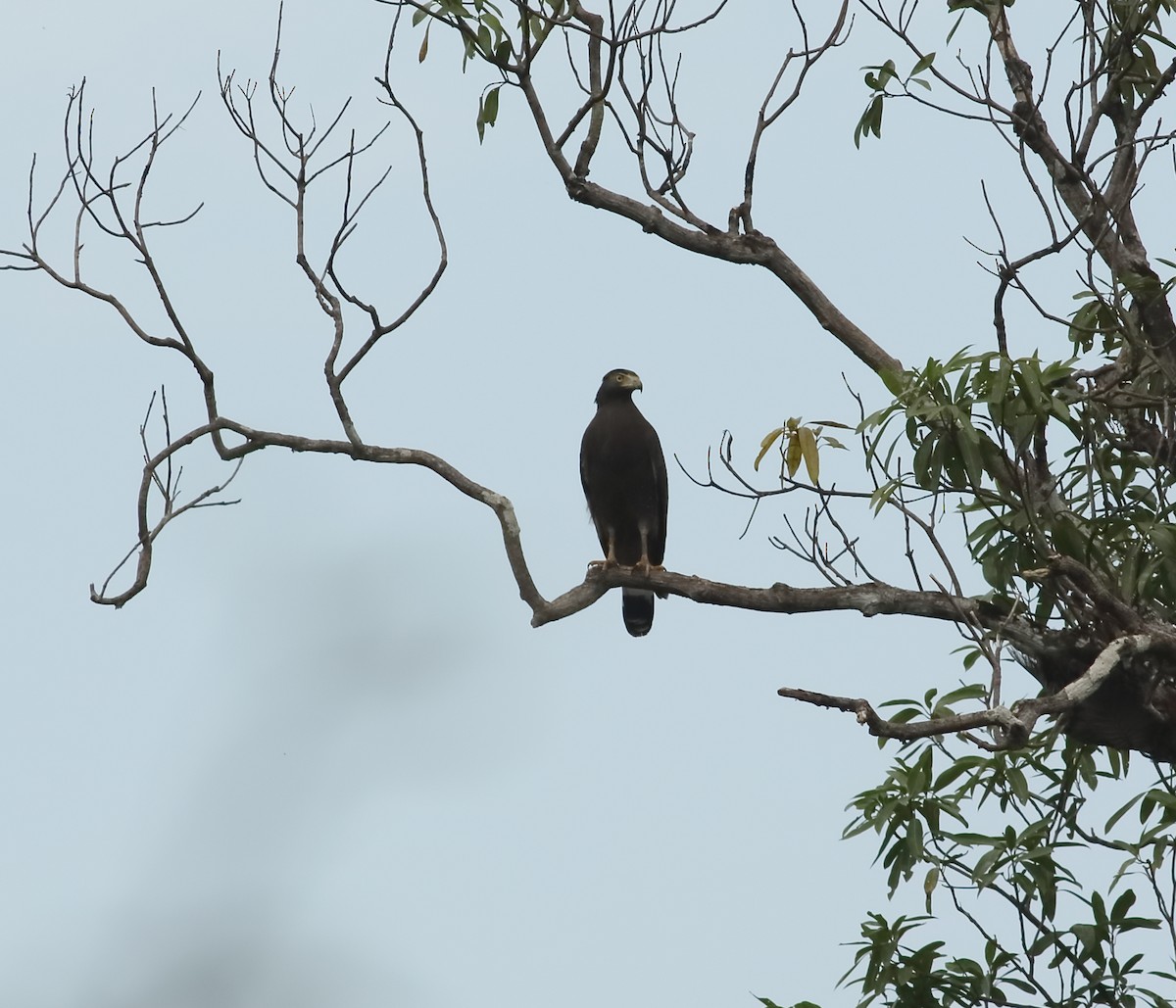 Crested Serpent-Eagle - ML611929435