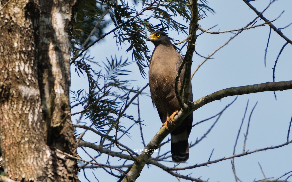 Crested Serpent-Eagle - ML611929649