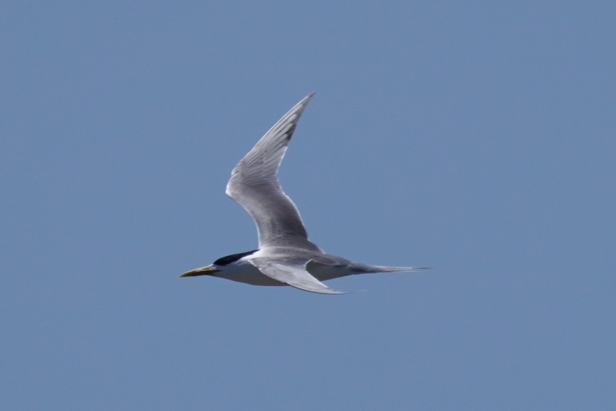Great Crested Tern - ML611929663