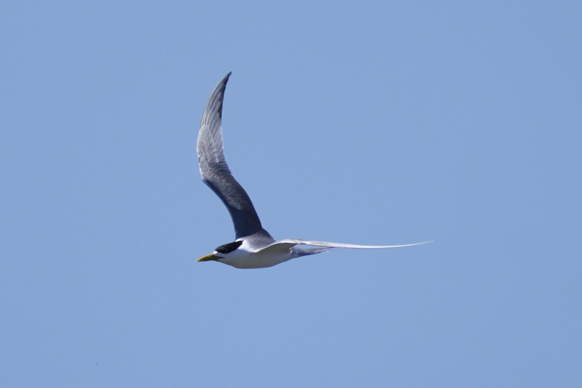 Great Crested Tern - ML611929664