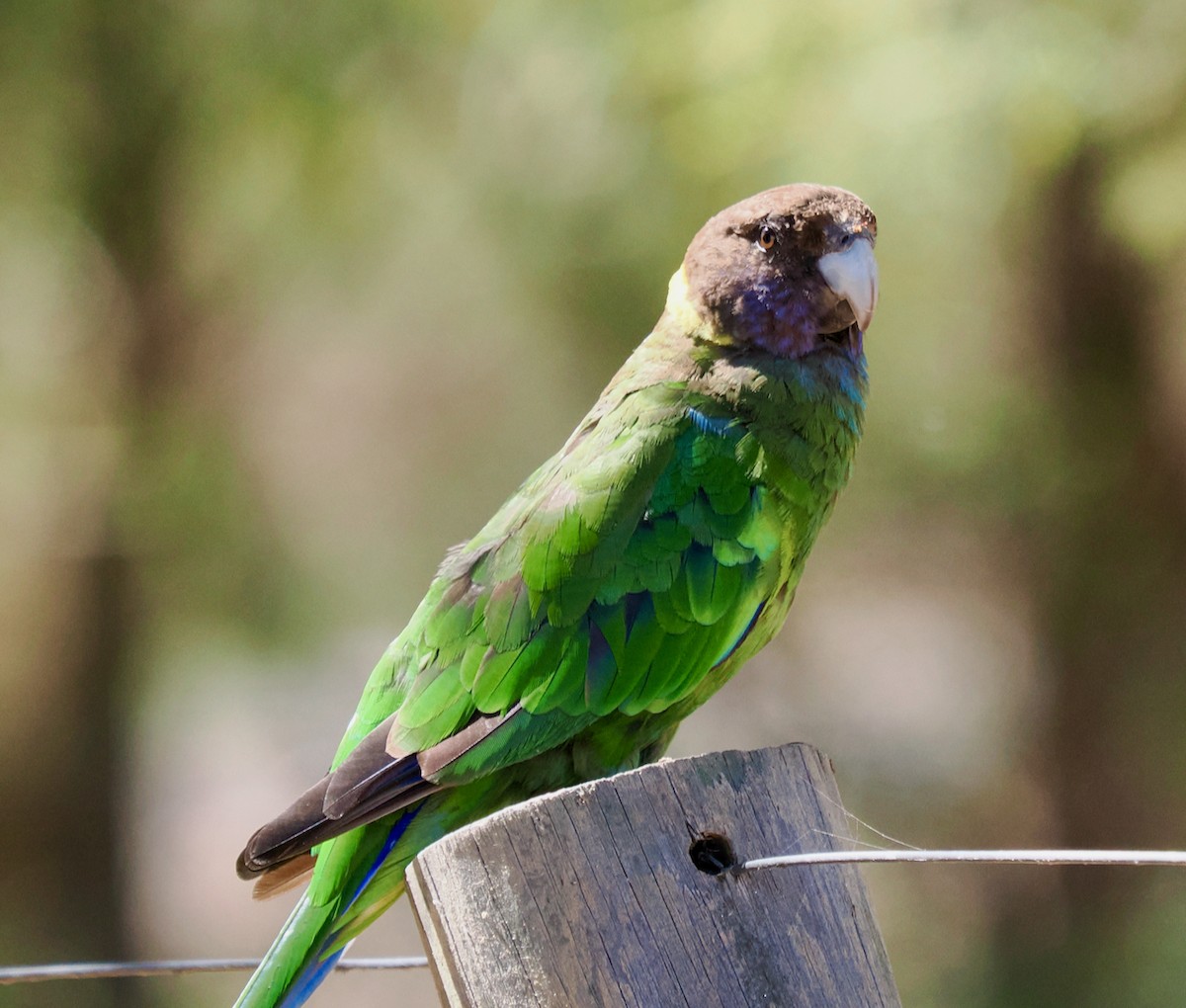 Воротничковый попугай (semitorquatus) - ML611929675