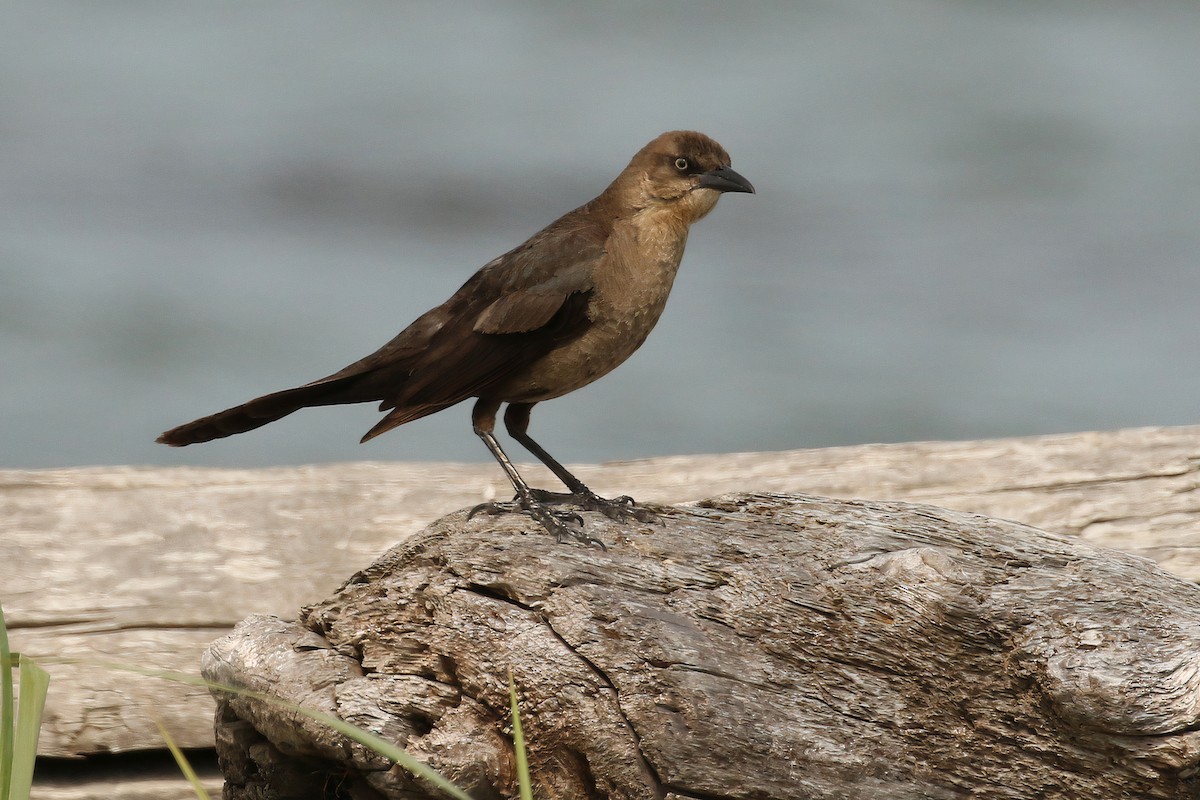 Great-tailed Grackle - ML611929805