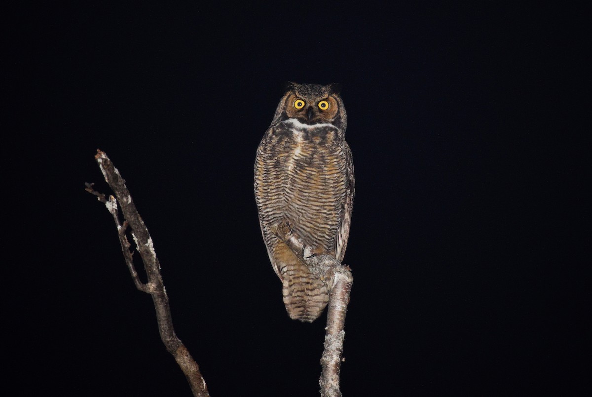 Great Horned Owl - ML611929826