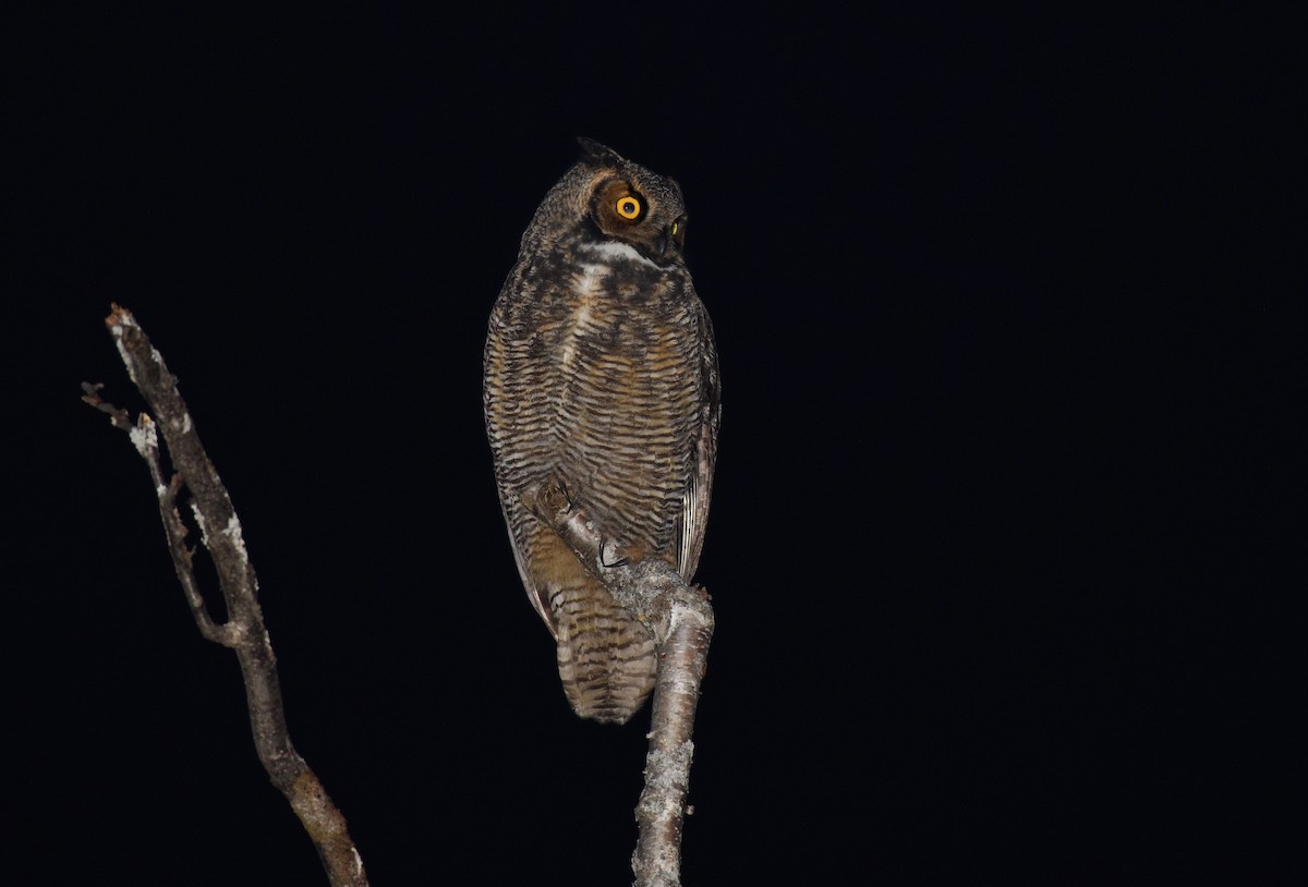 Great Horned Owl - ML611929827