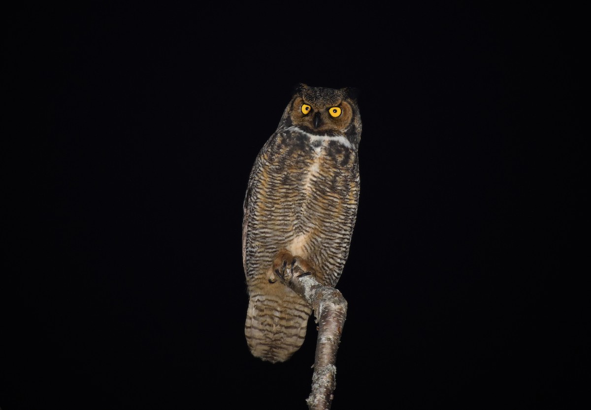 Great Horned Owl - ML611929829