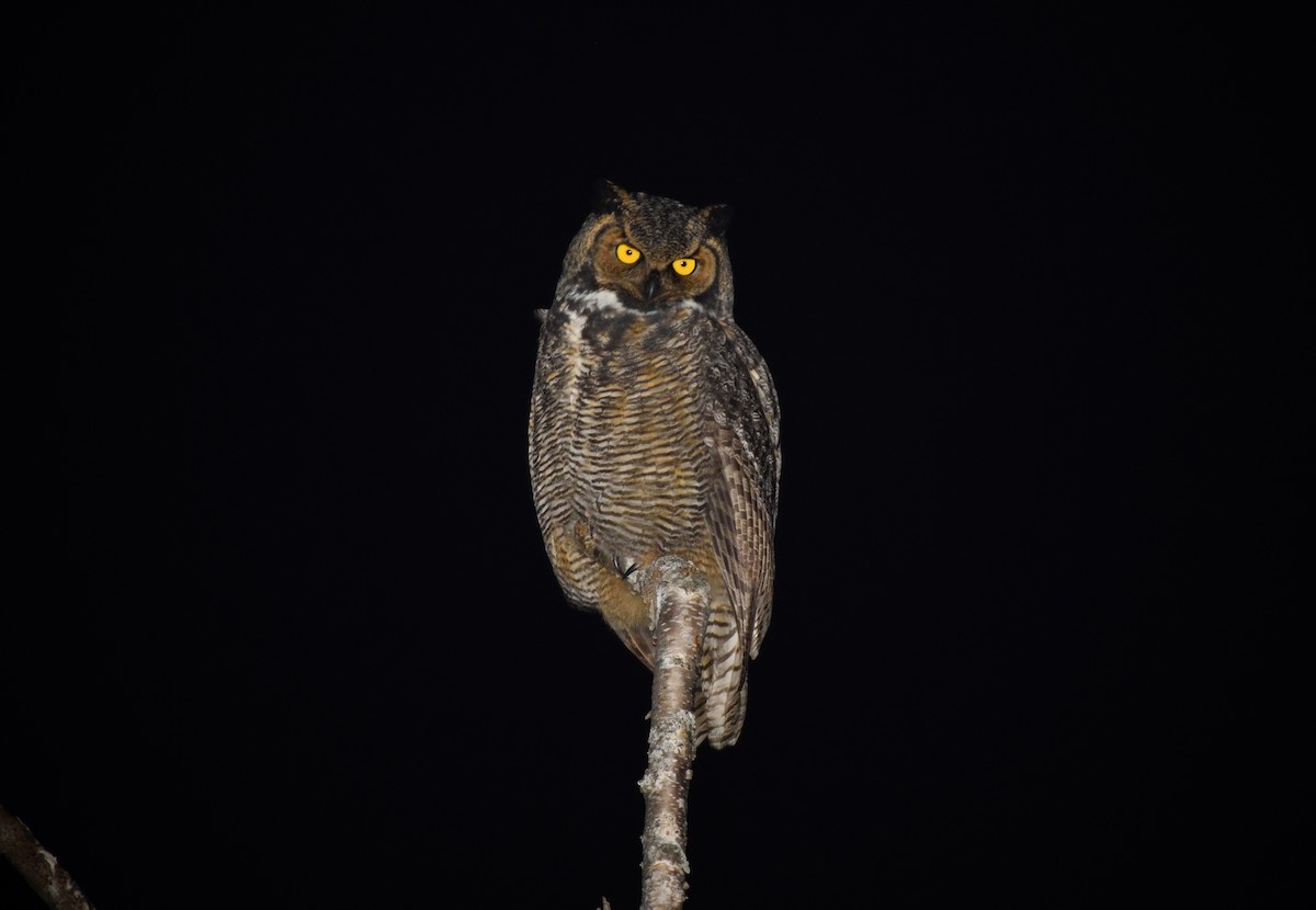 Great Horned Owl - ML611929835
