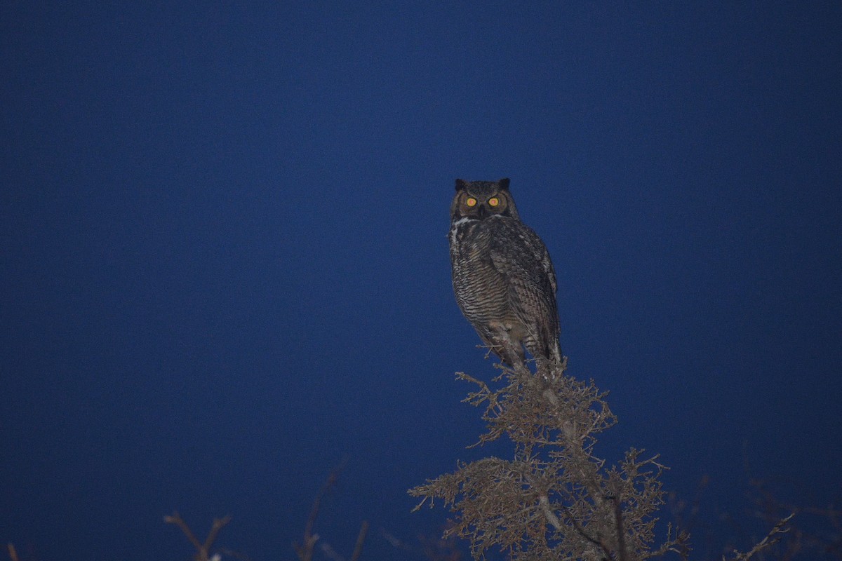 Great Horned Owl - ML611929872