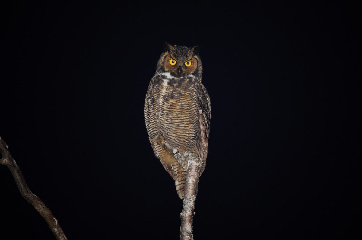 Great Horned Owl - ML611929991
