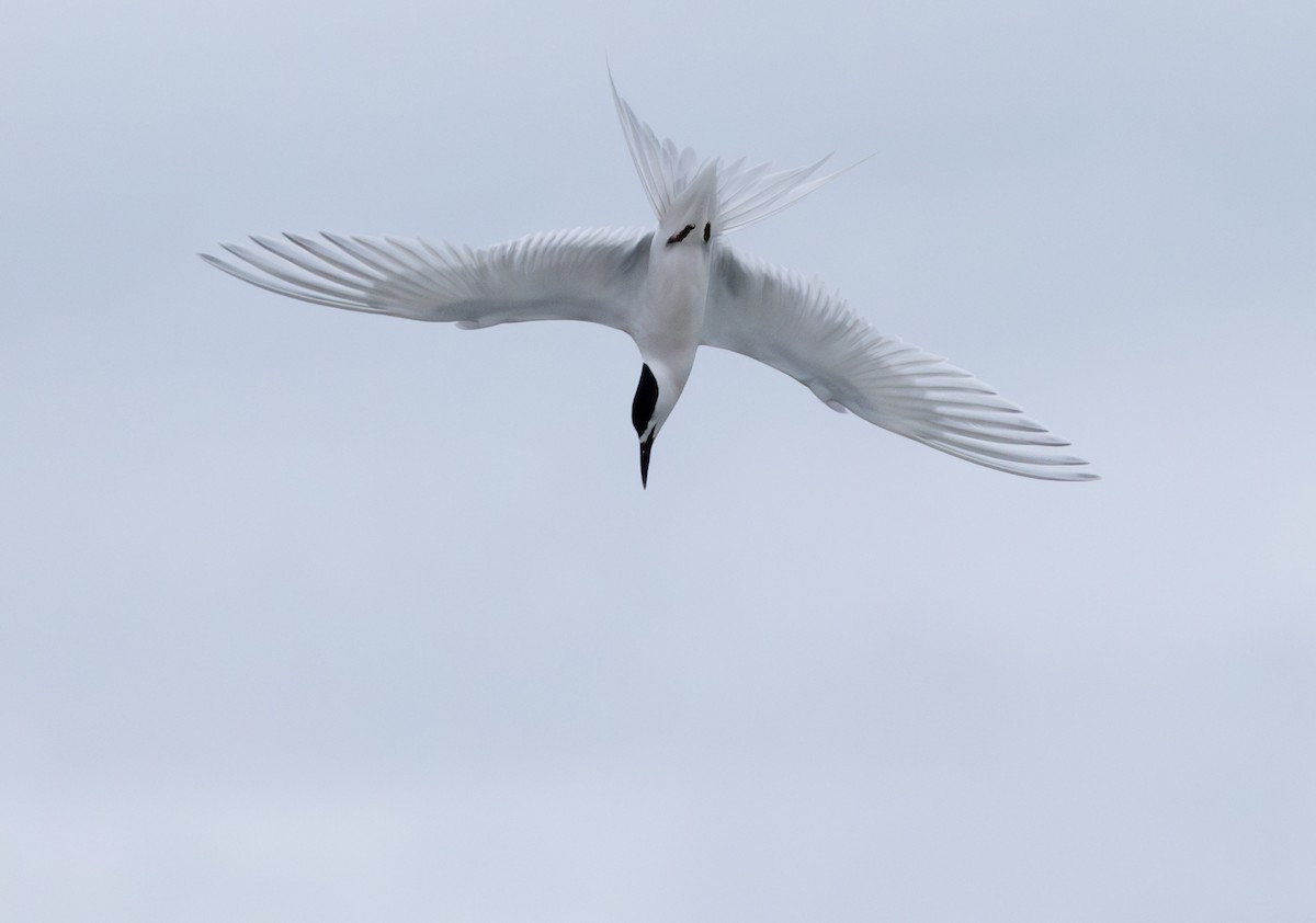 White-fronted Tern - Simon Binzegger