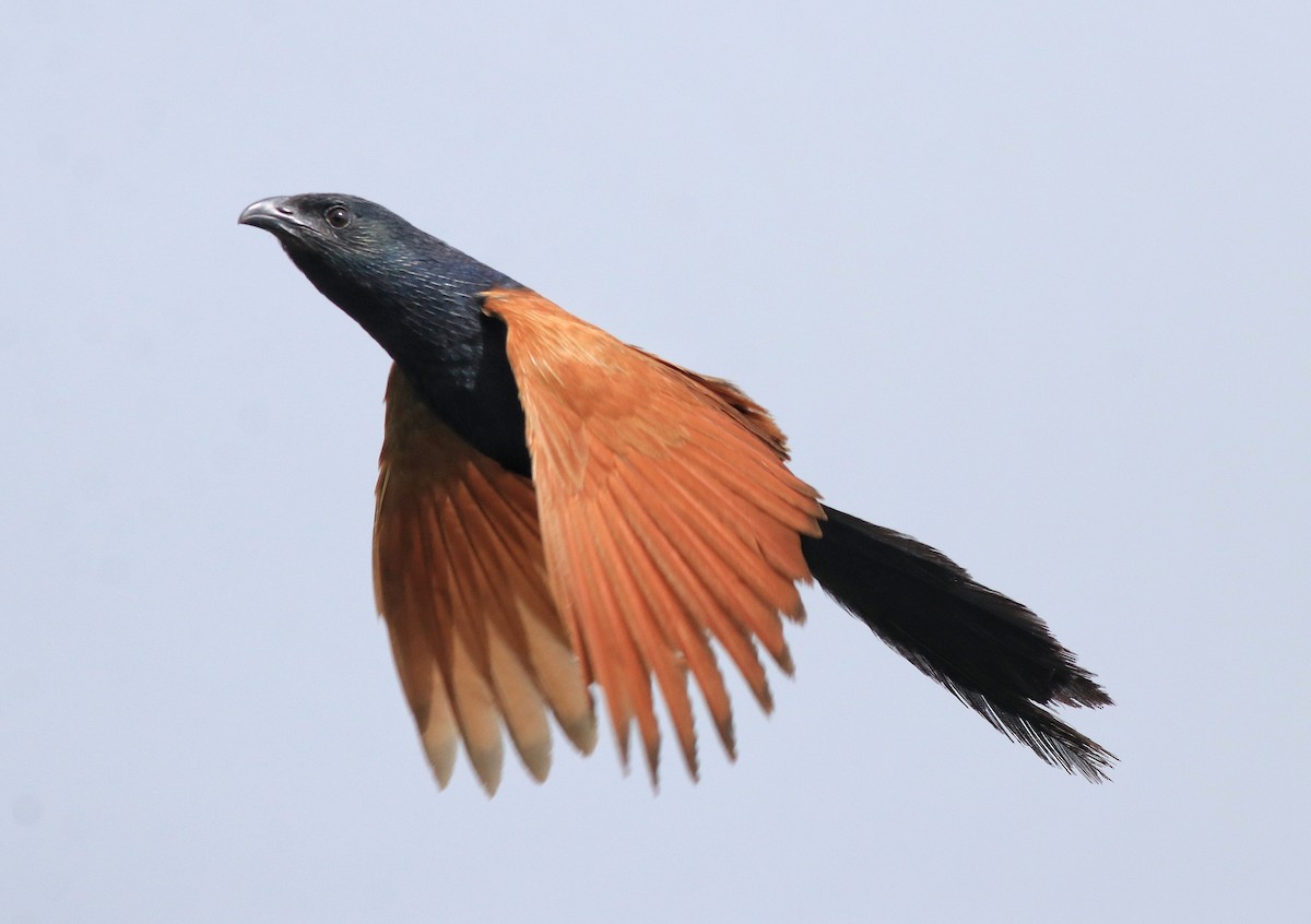 Lesser Coucal - ML611930218