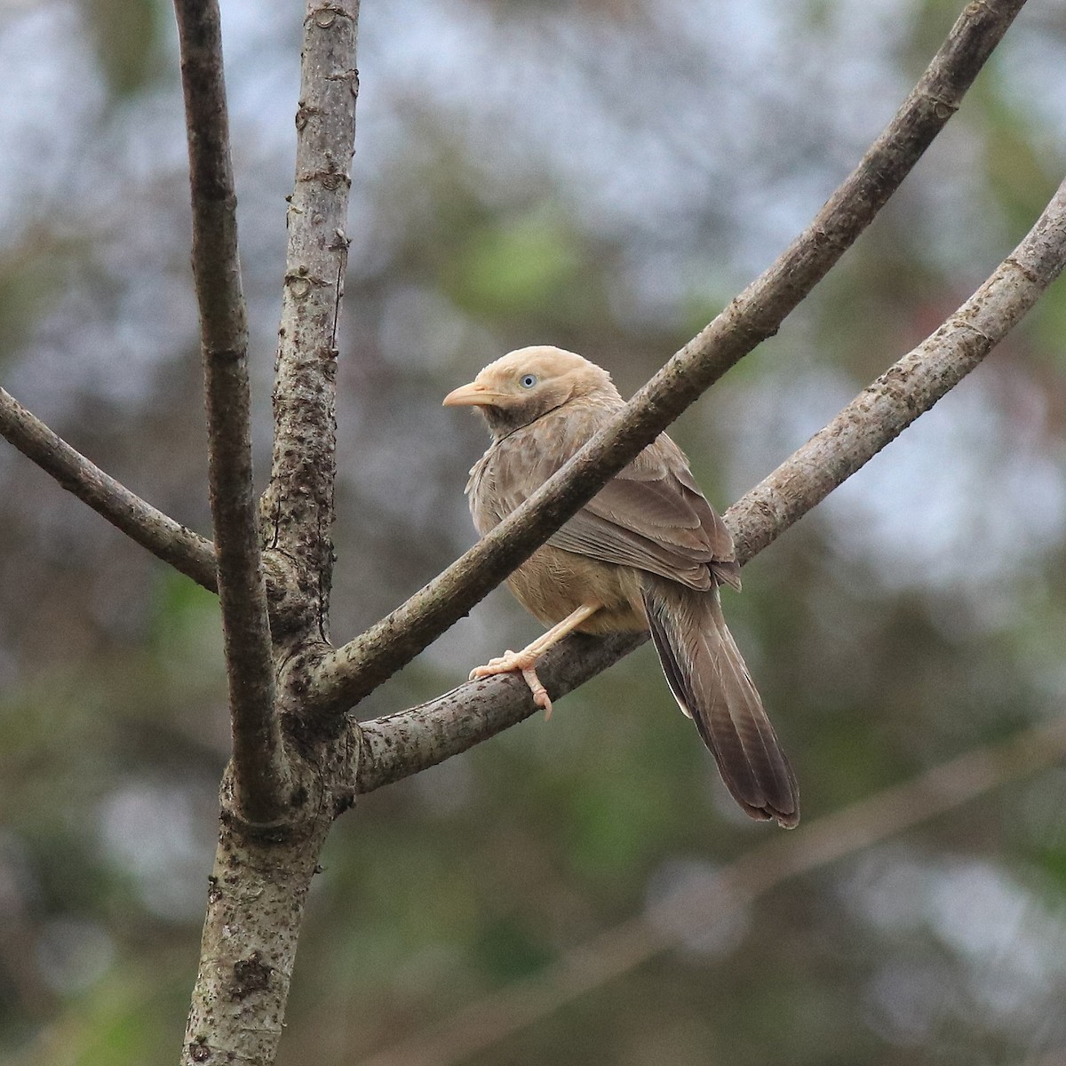Yellow-billed Babbler - ML611930248