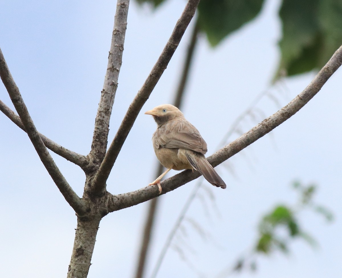 Yellow-billed Babbler - ML611930250