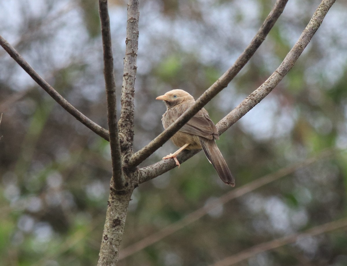 Yellow-billed Babbler - ML611930252