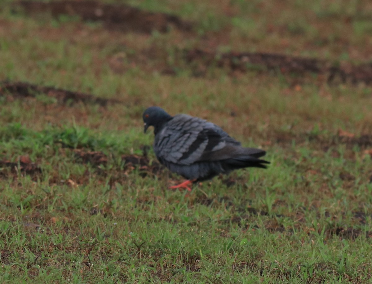 Rock Pigeon (Feral Pigeon) - ML611930256